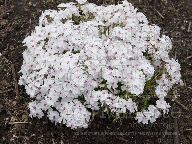 Phlox Amazing Grace (Phlox) 1