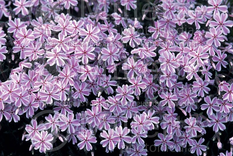 Phlox Candy Stripe (Phlox)  3