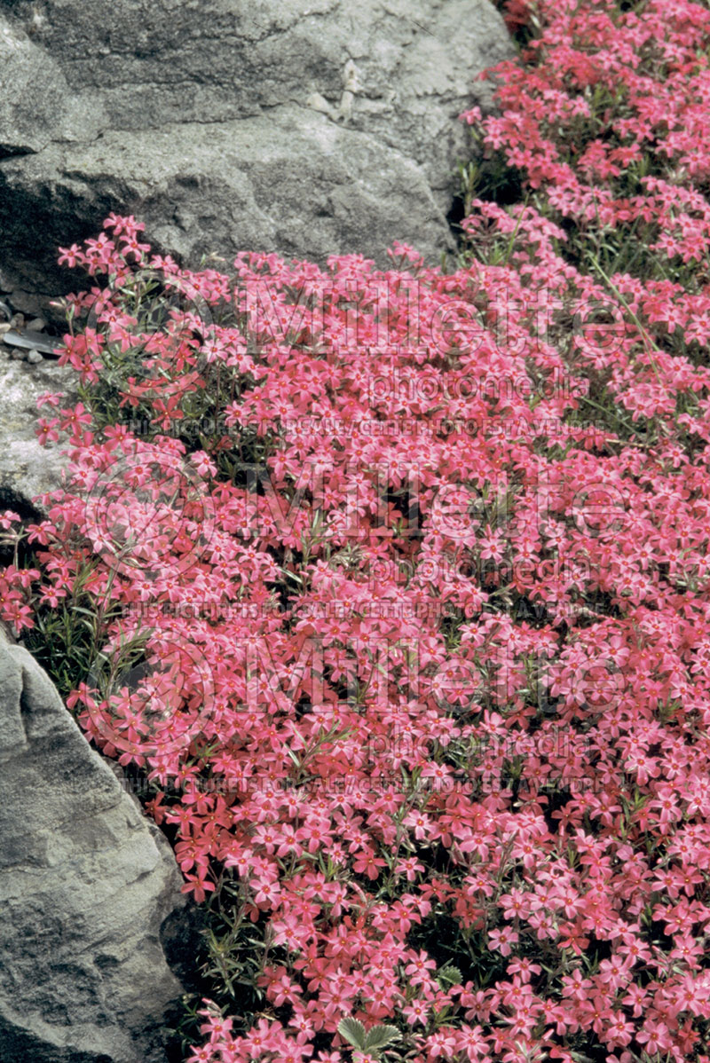 Phlox Carpet Flame (Phlox) 1