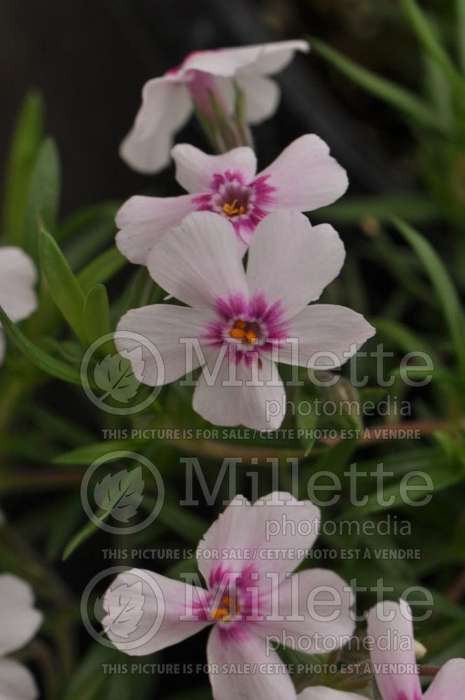 Phlox Coral Eyes (Phlox)   1