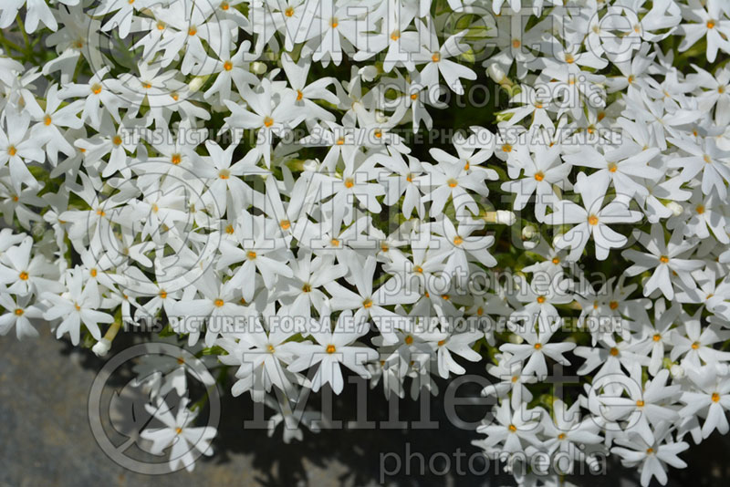 Phlox Ellie B (Phlox) 1   