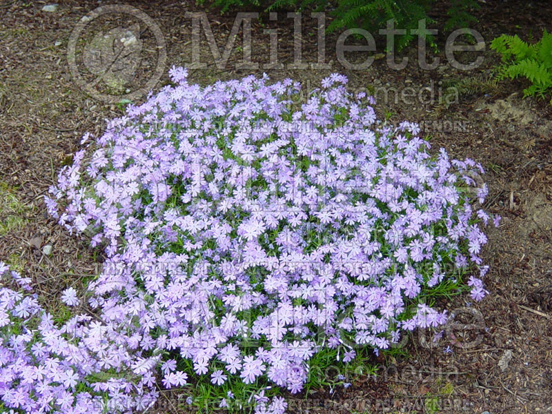 Phlox Emerald Blue (Phlox) 2