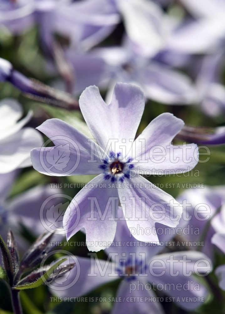 Phlox Emerald Blue (Phlox) 5