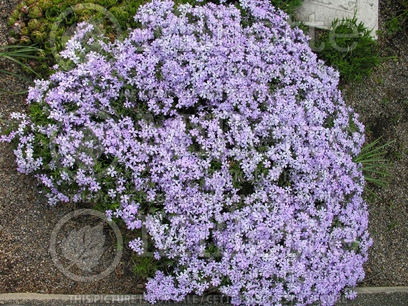 Phlox Emerald Blue (Phlox) 1