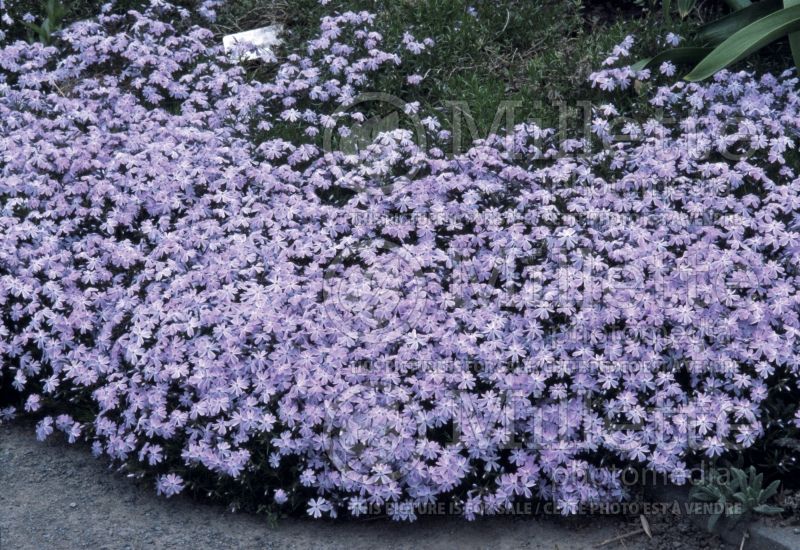 Phlox Emerald Cushion Blue (Phlox) 1