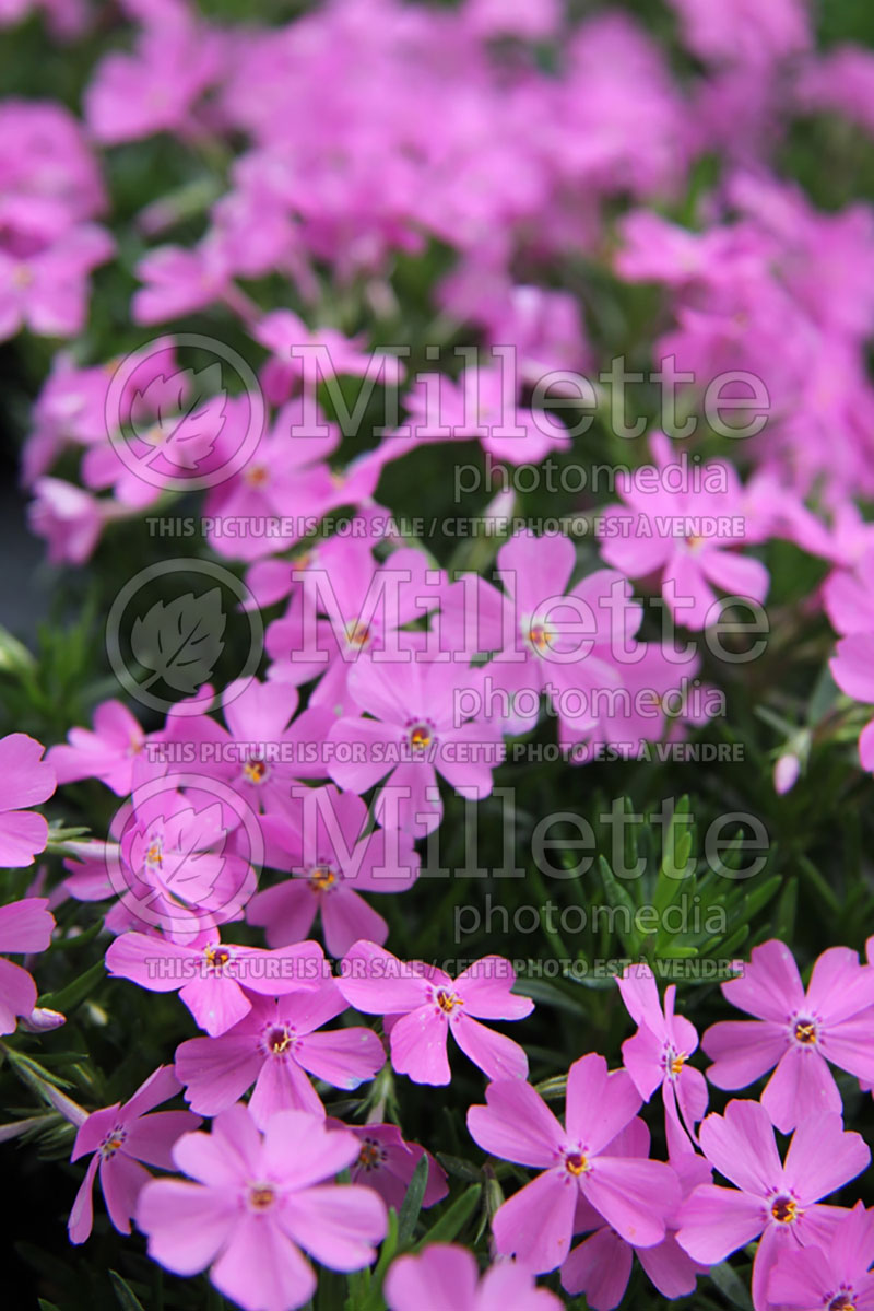 Phlox Emerald Pink (Phlox) 3