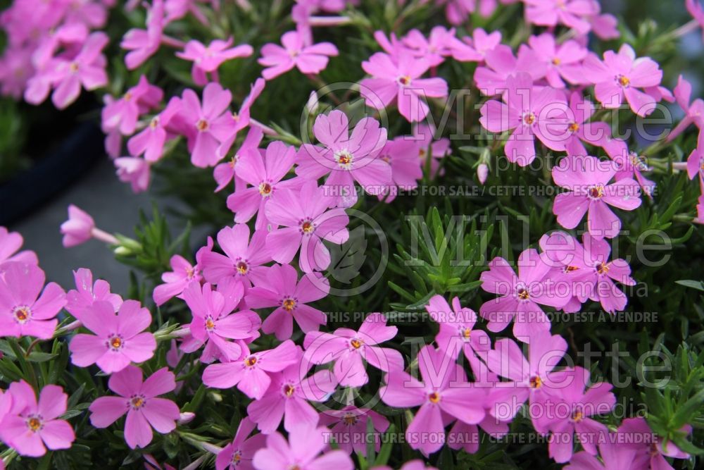 Phlox Emerald Pink (Phlox) 4