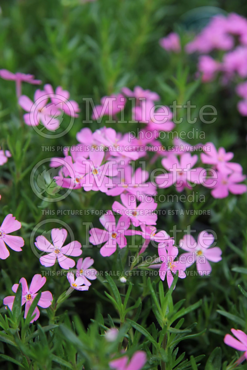 Phlox Emerald Pink (Phlox) 6