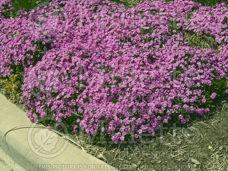 Phlox Emerald Pink (Phlox) 1