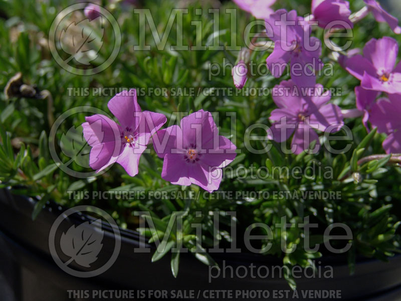 Phlox Emerald Pink (Phlox) 7