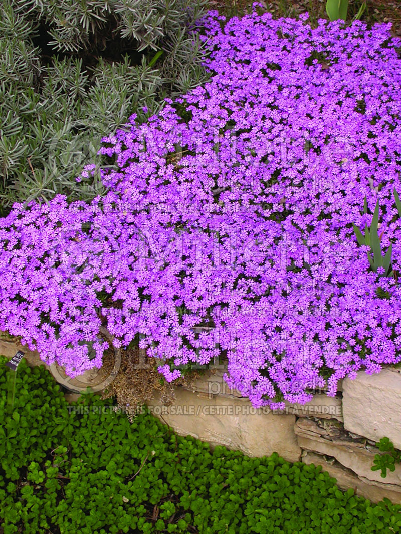 Phlox Emerald Pink (Phlox) 8