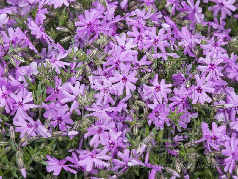 Phlox Fort Hills (Phlox) 4 