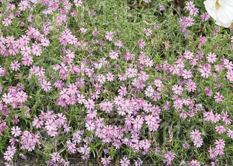 Phlox Fort Hills (Phlox) 1 