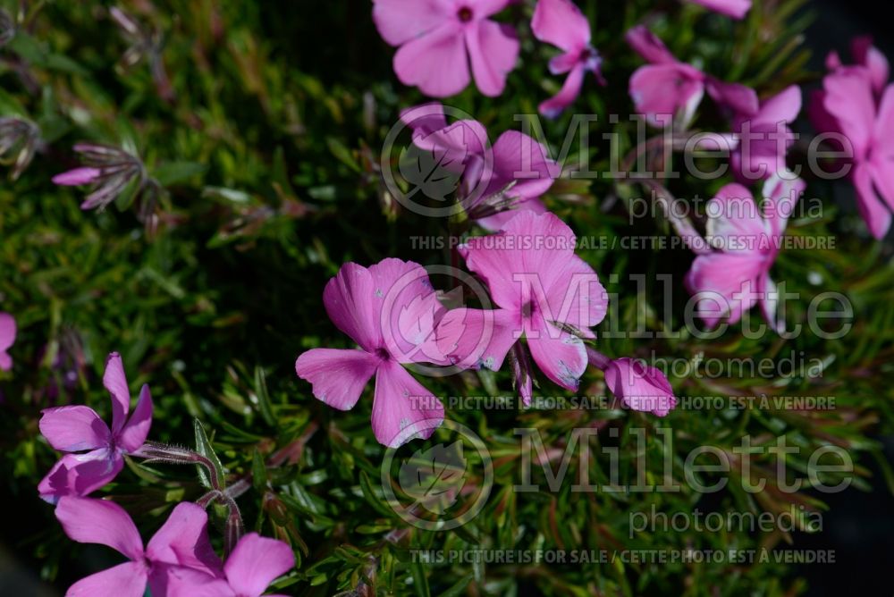 Phlox McDaniel’s Cushion (Phlox) 1