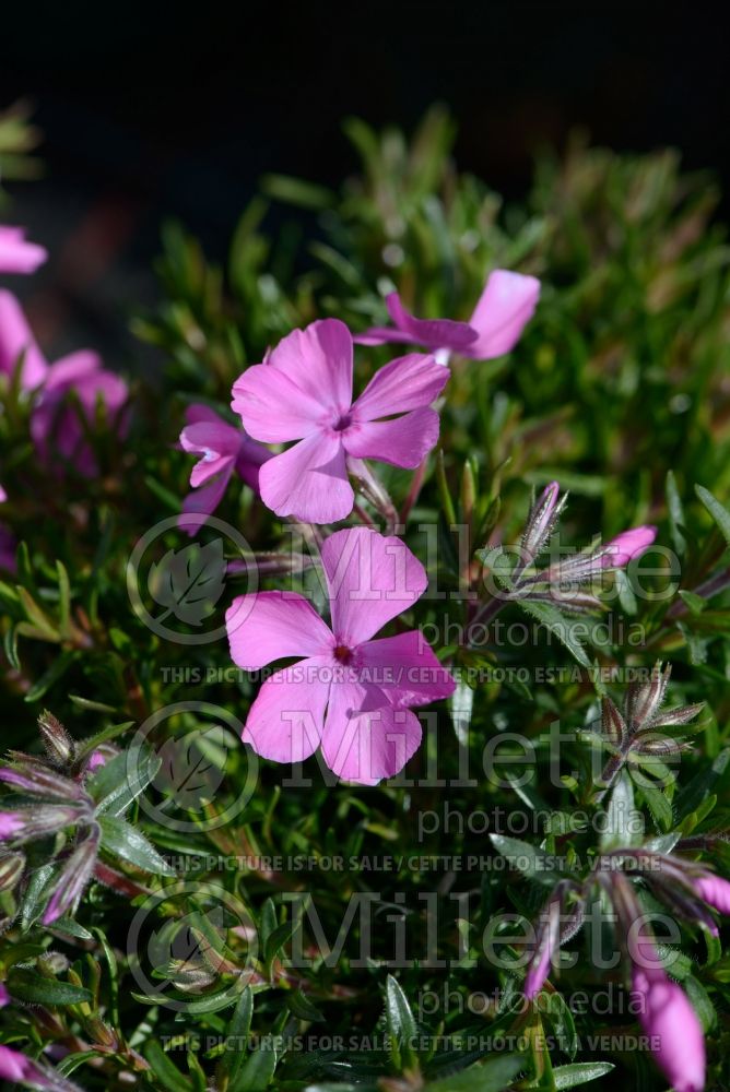 Phlox McDaniel’s Cushion (Phlox) 2