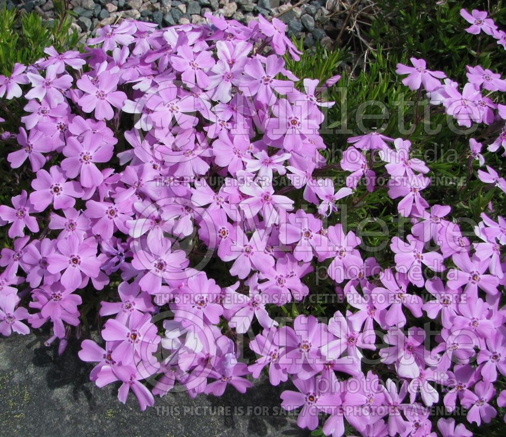 Phlox Millstream Daphne (Phlox)  1  