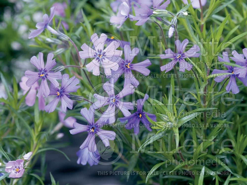 Phlox Purple Beauty (Phlox) 4 