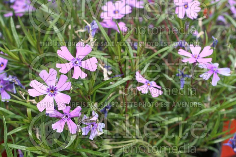 Phlox Purple Beauty (Phlox) 3 