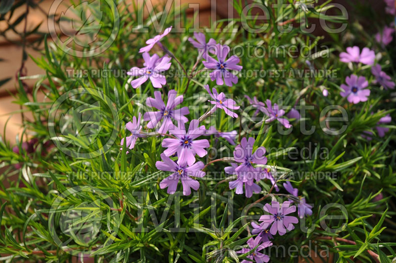 Phlox Purple Beauty (Phlox) 1 