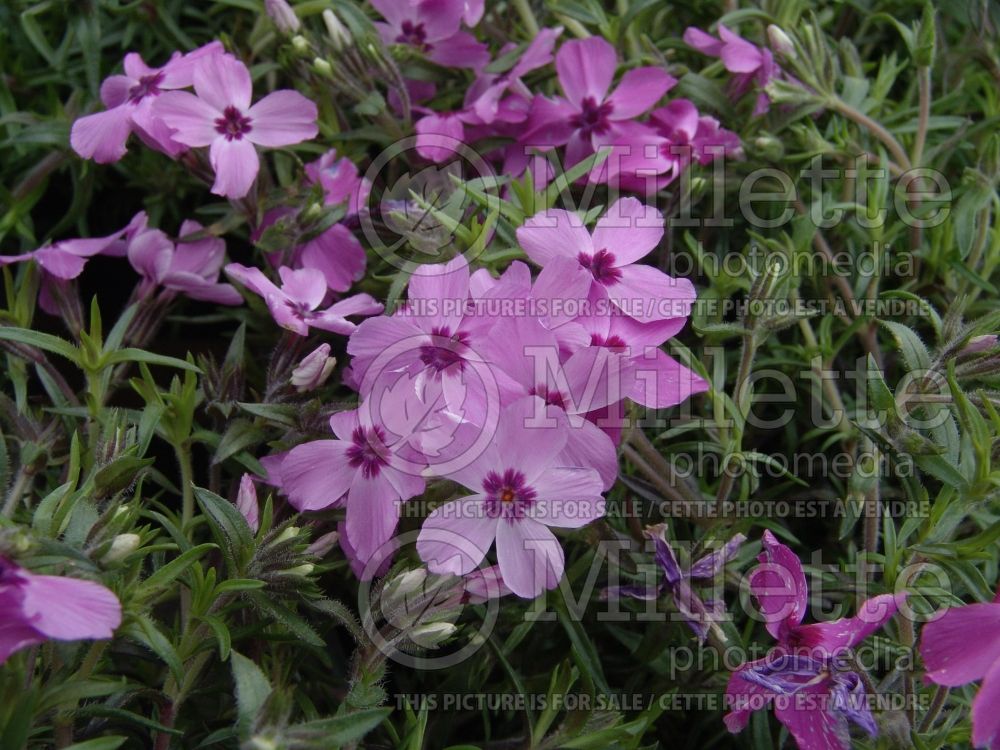 Phlox Red Wings (Phlox)   2