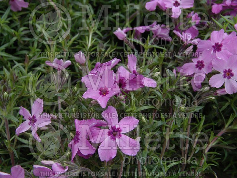 Phlox Red Wings (Phlox)   1