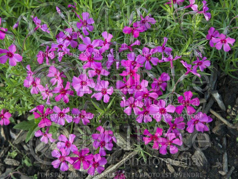 Phlox Scarlet Flame (Phlox) 2 