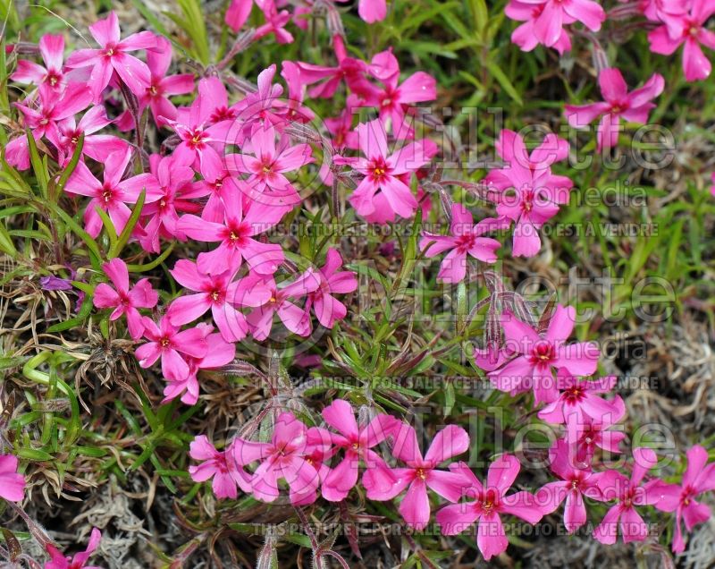 Phlox Scarlet Flame (Phlox) 3 