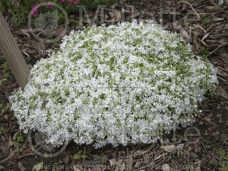 Phlox Snowflake (Phlox) 2 