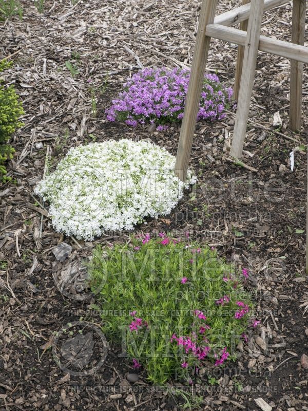 Phlox Snowflake (Phlox) 5 