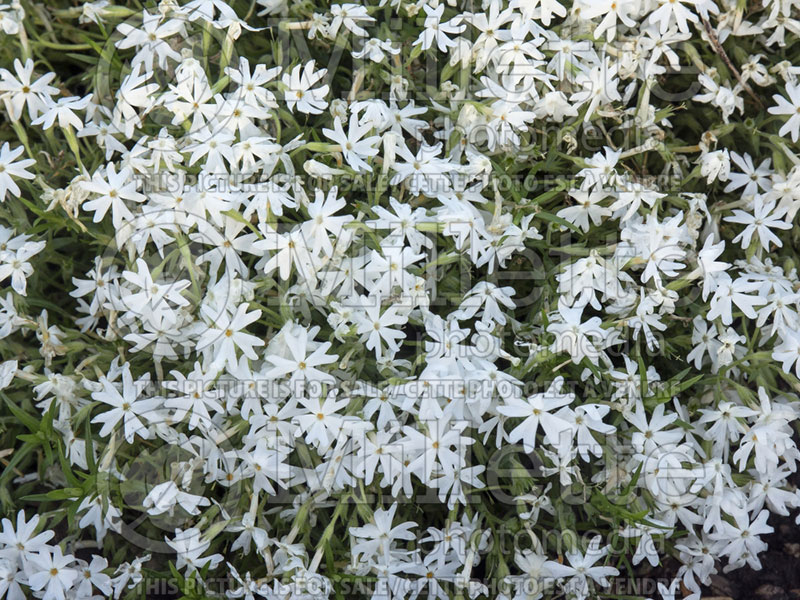 Phlox Snowflake (Phlox) 3 