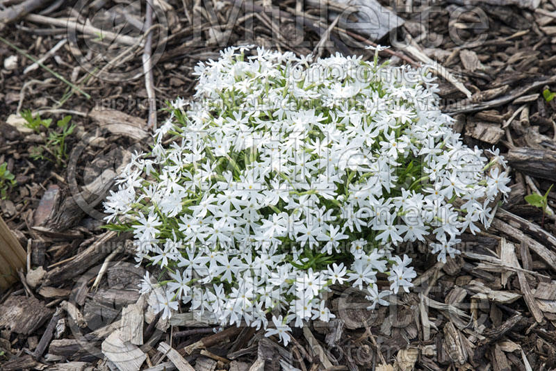 Phlox Snowflake (Phlox) 1 