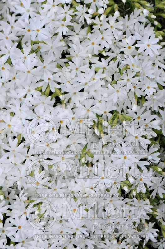 Phlox Snowflake (Phlox) 4 