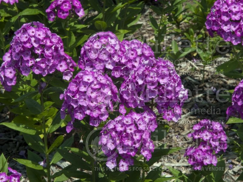 Phlox Volcano Purple White Eye (Phlox) 1