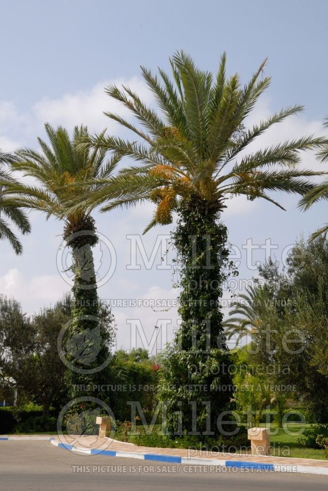 Phoenix dactylifera (Palm tree Date Palm) 3