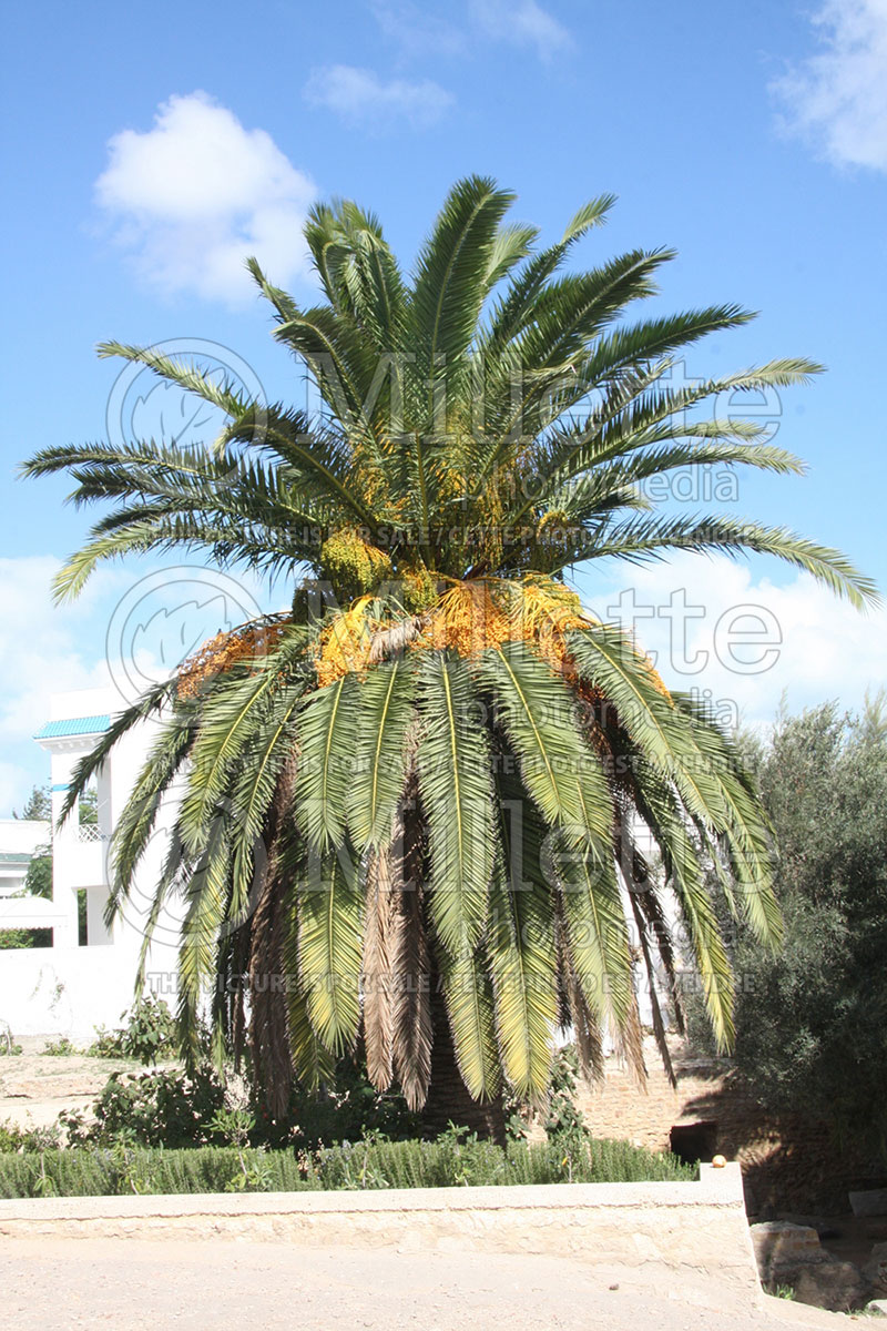 Phoenix canariensis (Palm tree Date Palm) 1