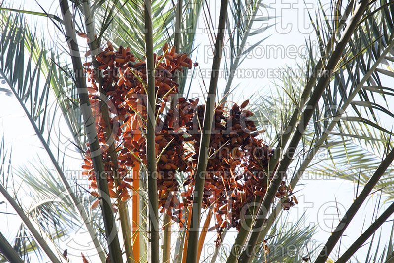 Phoenix dactylifera (Palm tree Date Palm)  1