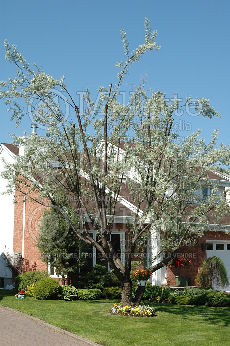 Phomopsis elaeagni (Phomopsis canker disease) 