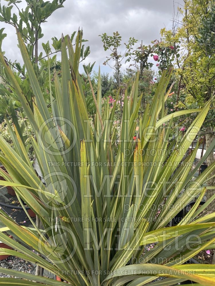 Phormium Lineatum (New Zealand Flax) 3