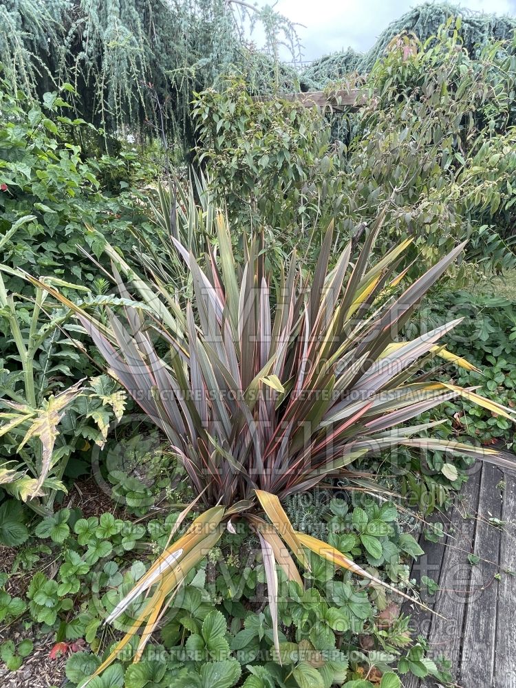 Phormium Rainbow Queen (New Zealand Flax) 2 