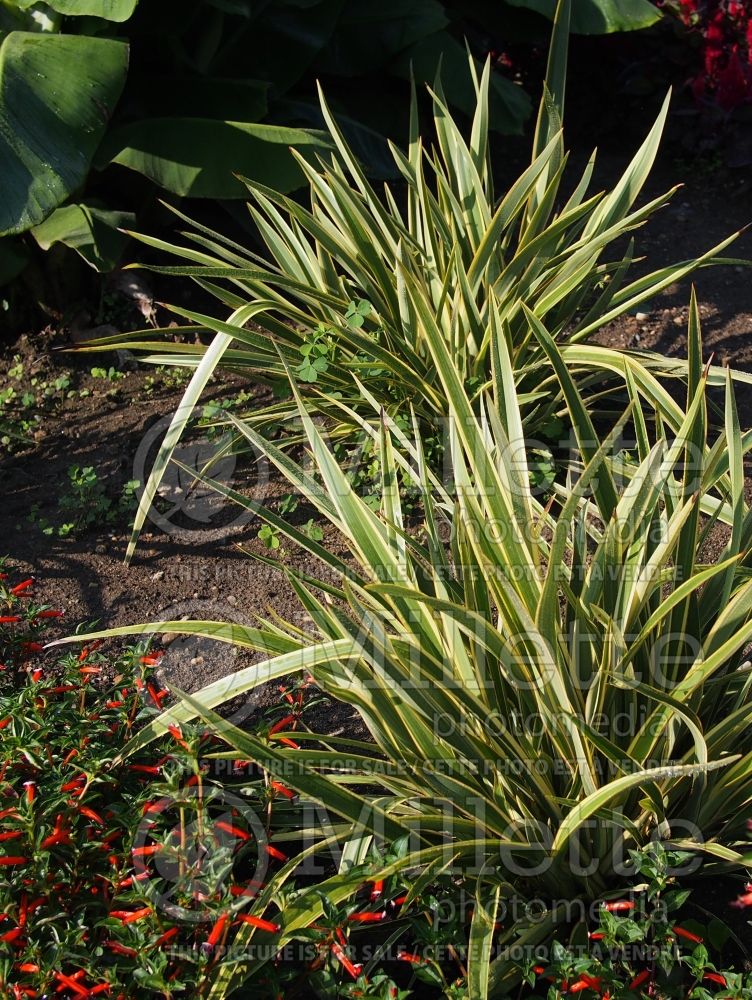 Phormium Wings of Gold (New Zealand Flax) 4