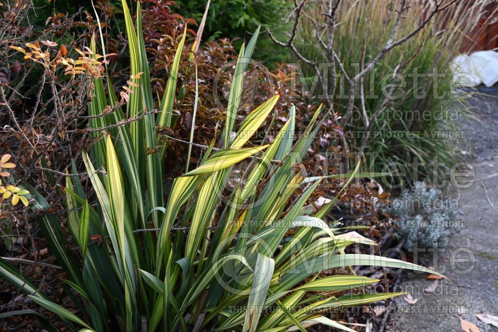 Phormium Wings of Gold (New Zealand Flax) 7