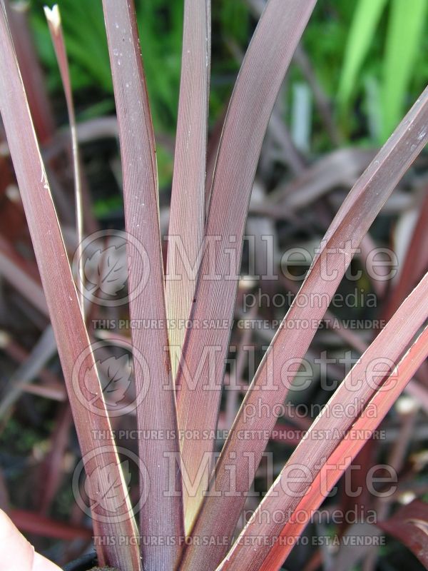 Phormium Amazing Red (New Zealand Flax) 1 