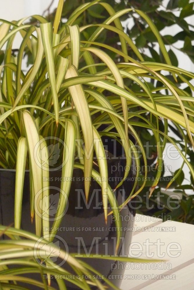 Phormium Blondie (New Zealand Flax) 1 