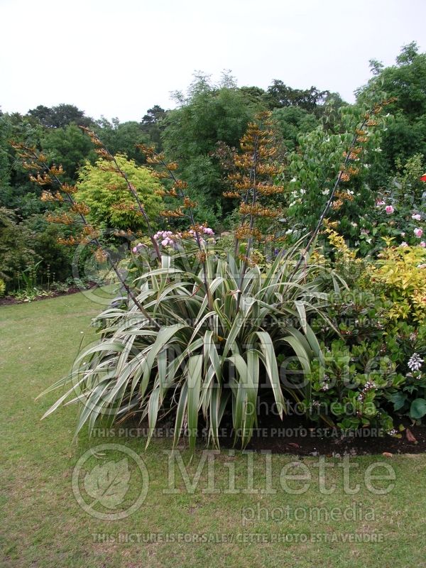 Phormium Tricolor (New Zealand Flax) 1 