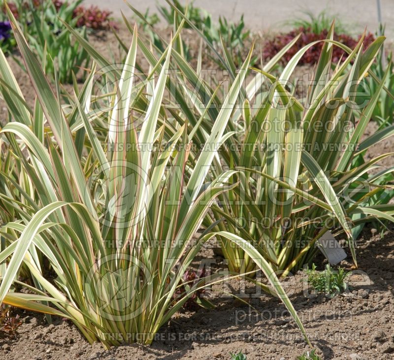 Phormium Tricolor (New Zealand Flax) 2 