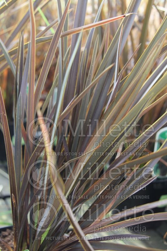 Phormium Dark Delight (New Zealand Flax) 2 