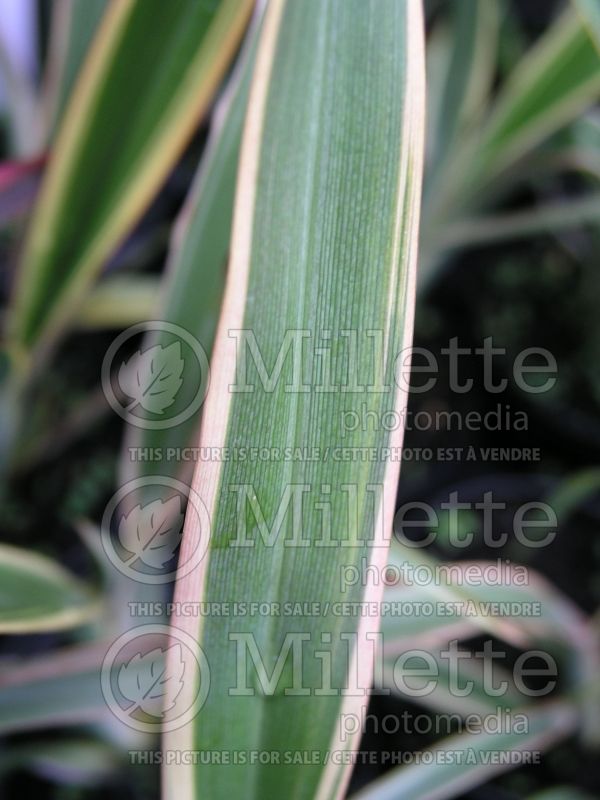 Phormium Duet (New Zealand Flax) 1 