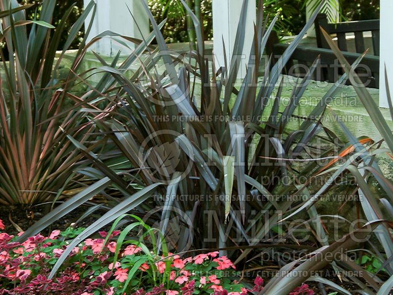 Phormium Dusky Chief (New Zealand Flax) 3 