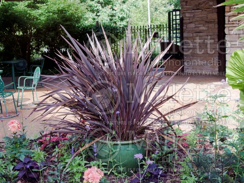 Phormium Dusky Chief (New Zealand Flax) 6 