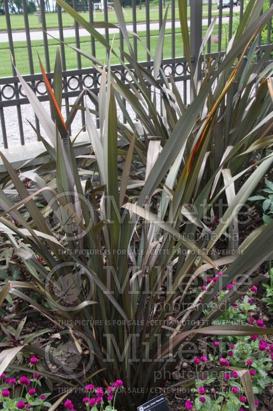 Phormium Dusky Chief (New Zealand Flax) 1 